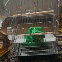 قفس ۱۰۳۳ کاسکویی عروس هلندی گرینچیک