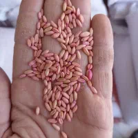 سم زده وآماده گندم