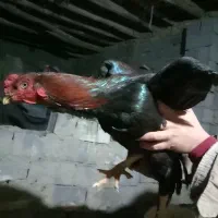 خروس لاری بزرگ