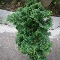 فروش گل پیوند|گل و گیاه طبیعی|کتالم و سادات شهر, |دیوار