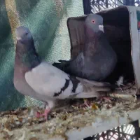 یک. جفت کبوتر پر