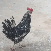 خروس گلین ‌|حیوانات مزرعه|فرخ‌شهر, |دیوار