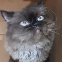 سلام گربه پرشین خیلی تمیزو با ادب