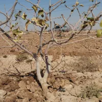 زمین باغ پسته|فروش زمین و ملک کلنگی|سلفچگان, |دیوار