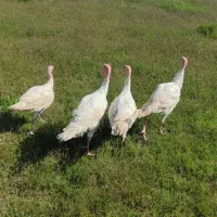 بوقلمون گوشتی ارگانیک