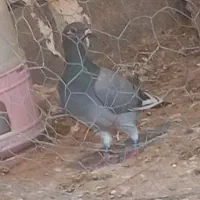 سلام