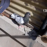 کفتر|پرنده|تهران, بهارستان|دیوار