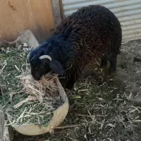 بره نر قوچ افشاری جوان