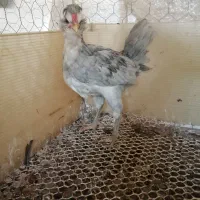 گلین طوسی|حیوانات مزرعه|شیراز, کوشک میدان|دیوار