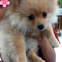 توله پامرانی|سگ|خرمشهر, |دیوار