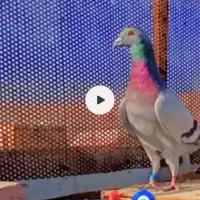 کفتر|پرنده|شیراز, شهرک مهرگان|دیوار