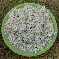 شکوفه بهارنارنج