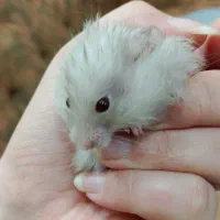 فروش همستر( فوری)