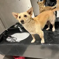 واگذاری سگ پامر اشپیتز