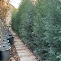 نهال سرو نقره ایی سطل ۱۰