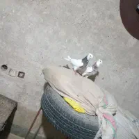 طوقی کرمانشاهی