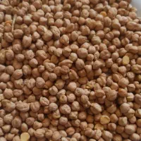 نخود گواور تمیز زود پز