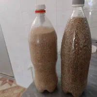 بذر کشاورزی