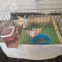 عروس هلندجفت مولد