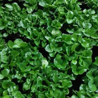 سبزه نارنج فقط ۲۵ تومن