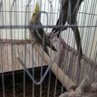 فروشی|پرنده|خسروشاه, |دیوار