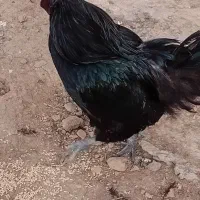 تخم مرغ نطفه دار سمانی