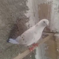 ماده سرور