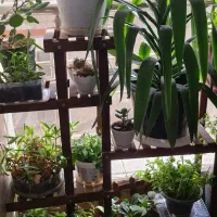 استند گلدان