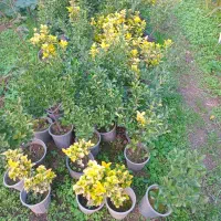 فروش گلهای فضای باز|گل و گیاه طبیعی|لنگرود, |دیوار