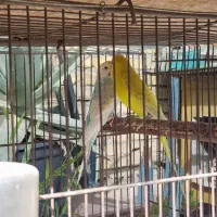 مرغ عشق رنگین کمانی قفس کابینت|پرنده|مشهد, سپاد|دیوار