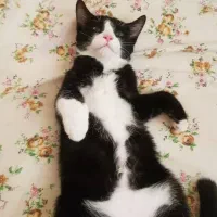 واگذاری گربه نژاد تاکسیدو|گربه|اهواز, بیست متری شهرداری|دیوار