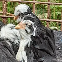 گلین تخم نطفه دار جوجه|حیوانات مزرعه|شیراز, پودنک|دیوار