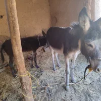 فروش خرماده و کره