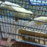 پرنده|پرنده|صحنه, |دیوار