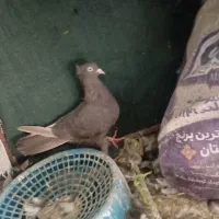 کبوتر|پرنده|لالی, |دیوار