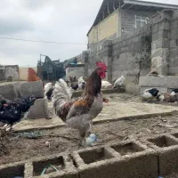 ۲ خروس بسیار زیبا و مرغ گیر ، یک عدد مرغ تخم گذار