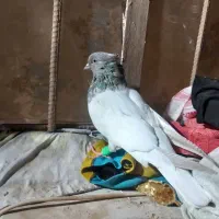 کبوتر کله الماسی