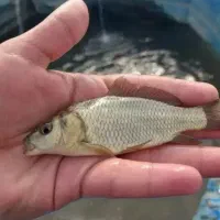 بچه ماهی آمور و کپور وفیتیفاک|ماهی|گرگان, |دیوار