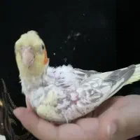 طوطی جوجه|پرنده|قم, بنیاد|دیوار