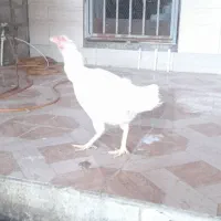 مرغ خروس لاری|حیوانات مزرعه|گمیشان, |دیوار