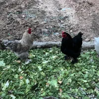 خروس برهما زیبا