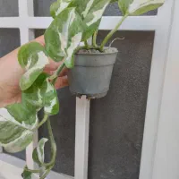 گل پتوس ۲۰ تومنی|گل و گیاه طبیعی|قم, در بهشت|دیوار