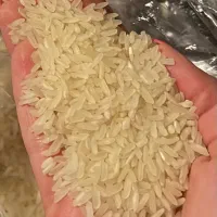 برنج چمپا و فجر