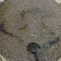 انجام کارپیاز و سبزی برای غذاخوری و رستوران|خوردنی و آشامیدنی|رشت, سلیمانداراب|دیوار