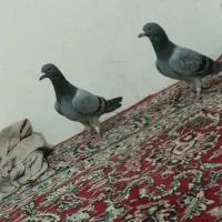 جفت سبز نر|پرنده|زابل, |دیوار