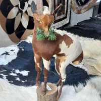 دکوری بزغاله|صنایع دستی و سایر لوازم تزئینی|تبریز, |دیوار