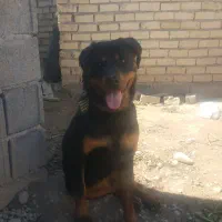 روتوایلر اصل آموزش دیده