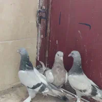 کفتر سبز سوسنی بهبهونی