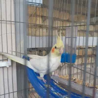 عروس هلندی