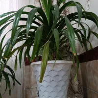 گل پاندانوس